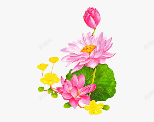 精美手绘荷花开花插画素材png免抠素材_新图网 https://ixintu.com 手绘 荷花 莲花 复瓣 植物 粉色荷花 黄色荷花