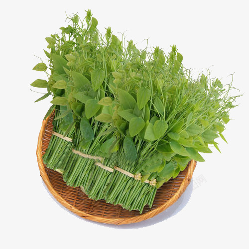 野生赤苍藤植物药材png免抠素材_新图网 https://ixintu.com 野生 赤苍藤 绿色 植物