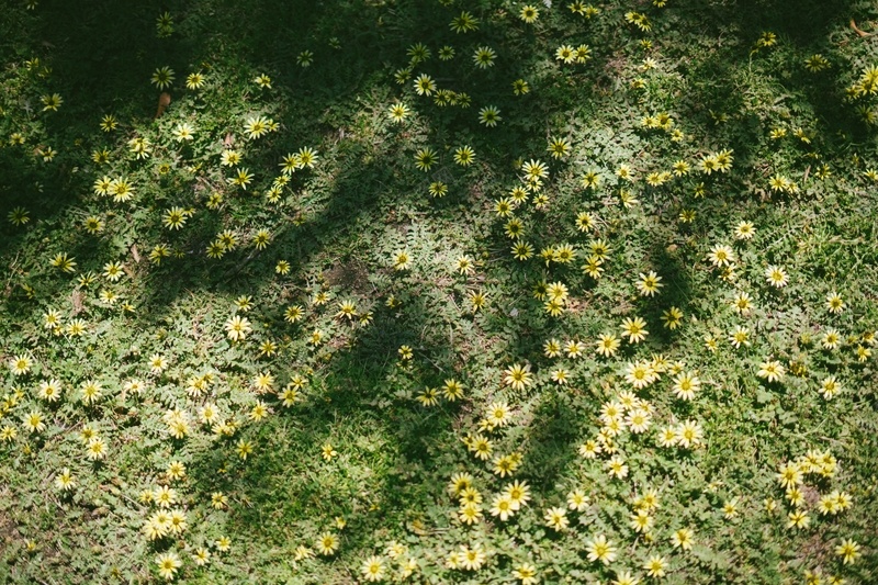 春天绿色雏菊花开jpg设计背景_新图网 https://ixintu.com 春天 绿色 雏菊 花开