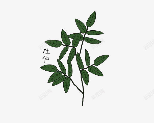 手绘杜仲中草药png免抠素材_新图网 https://ixintu.com 手绘 杜仲 草药 中药