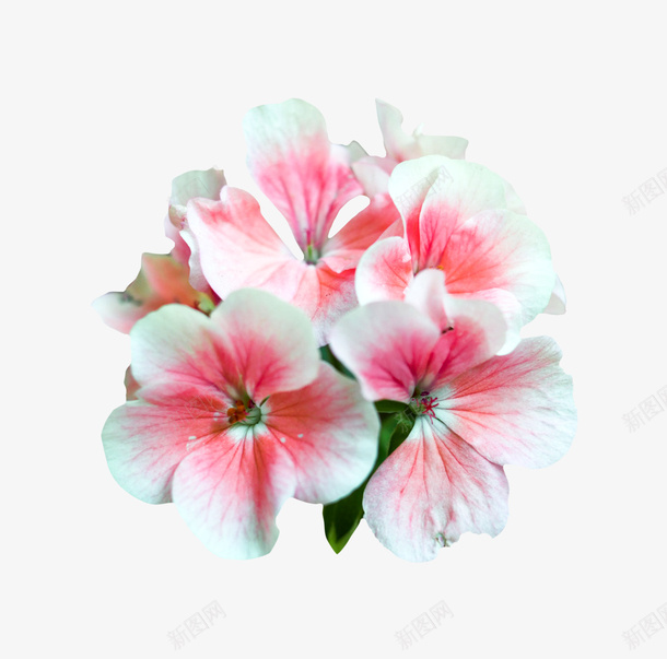 女王节鲜花素材png免抠素材_新图网 https://ixintu.com 女王节 女神节 鲜花 节日