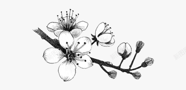 黑白水墨古风梅花插画素材png免抠素材_新图网 https://ixintu.com 中国风 梅枝 梅花 梅花描边 梅花线描图 植物 水墨 黑白