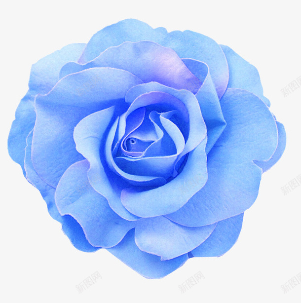 手绘蓝色山茶花png免抠素材_新图网 https://ixintu.com 手绘 蓝色 山茶花 单朵