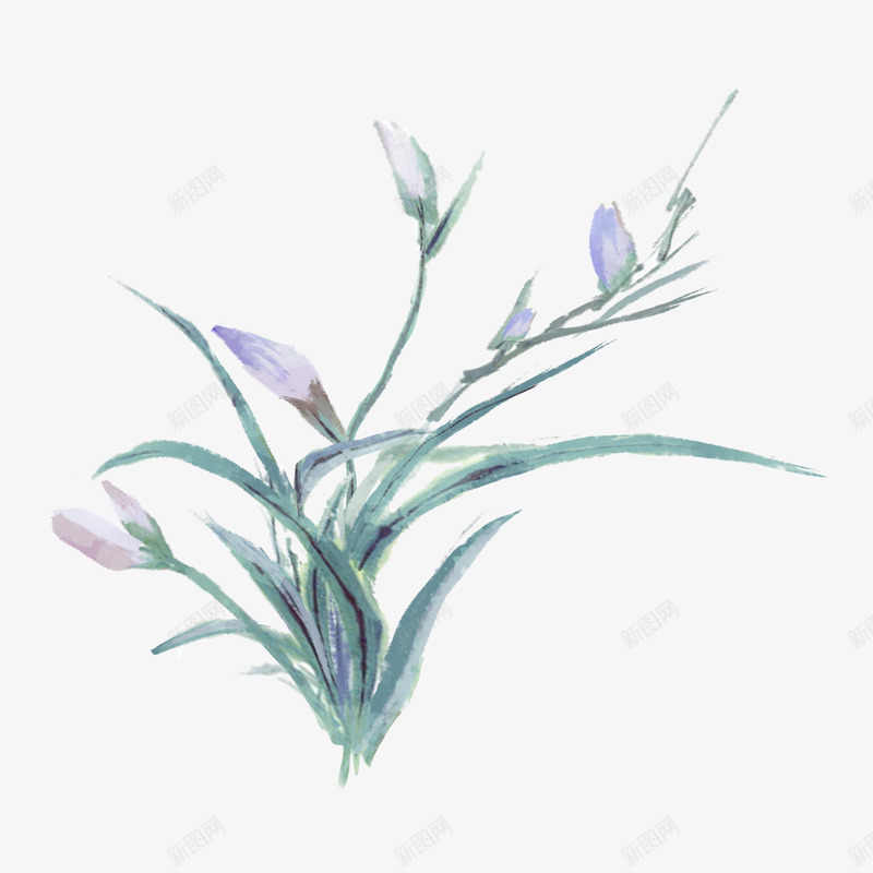 兰花图png免抠素材_新图网 https://ixintu.com 兰花