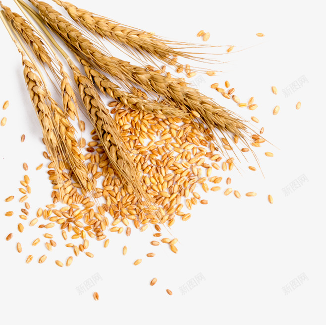小麦食物药材水果免扣png免抠素材_新图网 https://ixintu.com 小麦 食物 药材 水果 免扣
