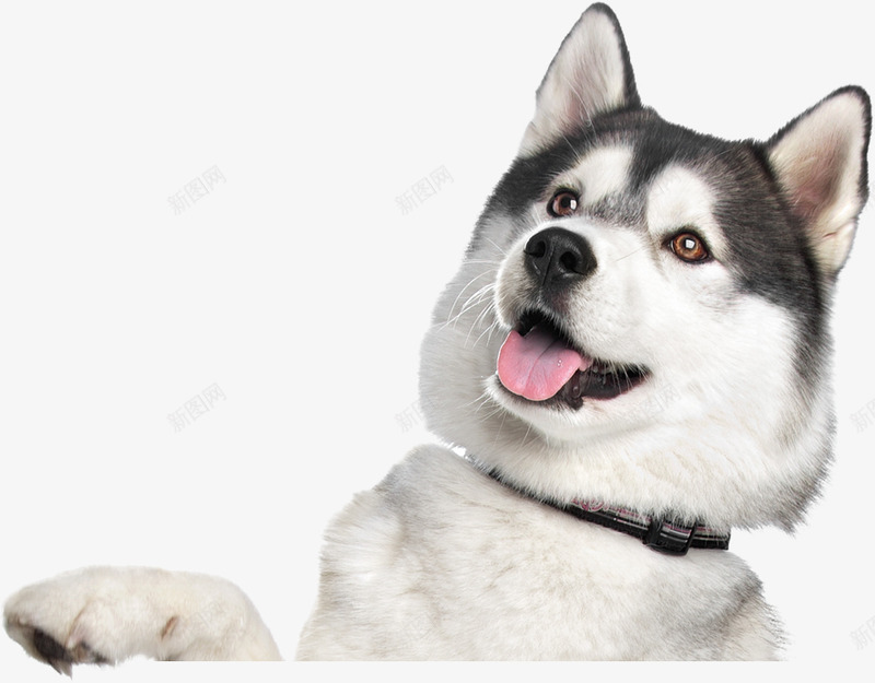 kissthesiberianhuskysamoyeddoggermanshepherdsiberianhusky5adb2d3cbc10185913492115243134047703宠物png免抠素材_新图网 https://ixintu.com 宠物