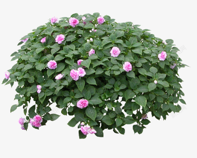 树枝绿植png免抠素材_新图网 https://ixintu.com 树枝 绿植
