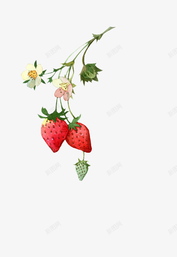 药材成分植物png免抠素材_新图网 https://ixintu.com 药材 成分 植物