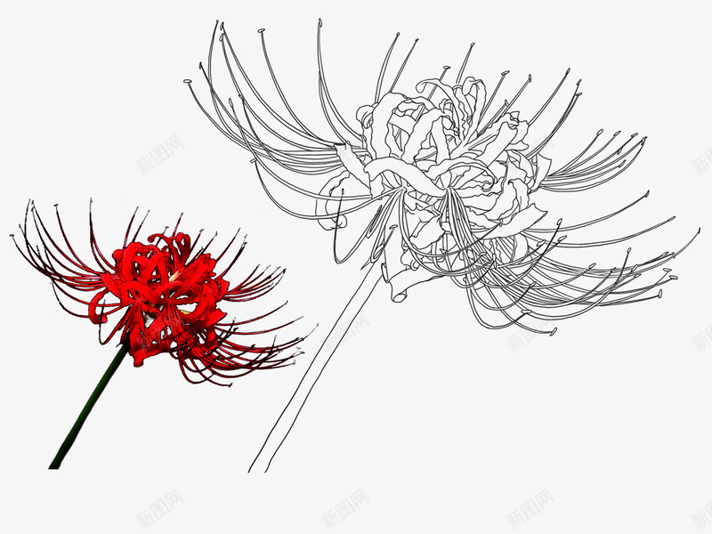 彼岸花曼珠沙华水彩插画png免抠素材_新图网 https://ixintu.com 彼岸 花曼 珠沙 水彩 插画