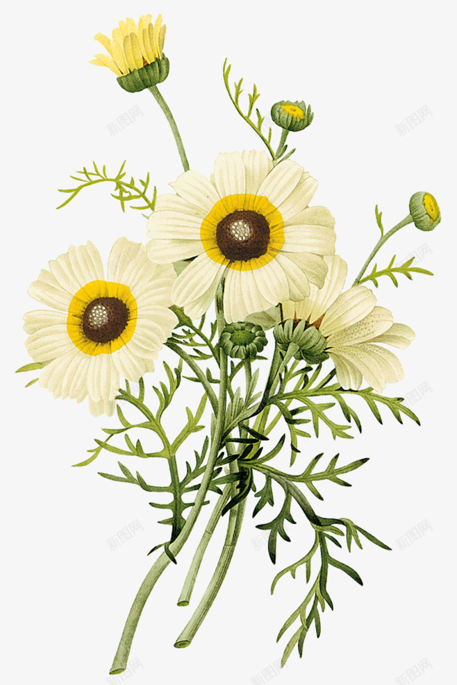 春日花朵小雏菊动植物png免抠素材_新图网 https://ixintu.com 春日 花朵 雏菊 动植物