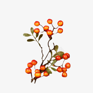 红果子植物水夏天png免抠素材_新图网 https://ixintu.com 红果 果子 植物 夏天