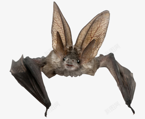 Bat 动物png免抠素材_新图网 https://ixintu.com 动物