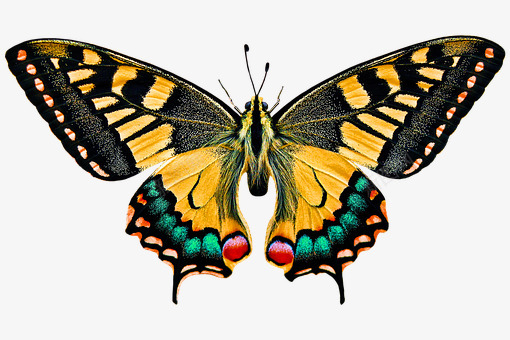 Animal World Butterfly Flying Wing蝴蝶png免抠素材_新图网 https://ixintu.com 蝴蝶