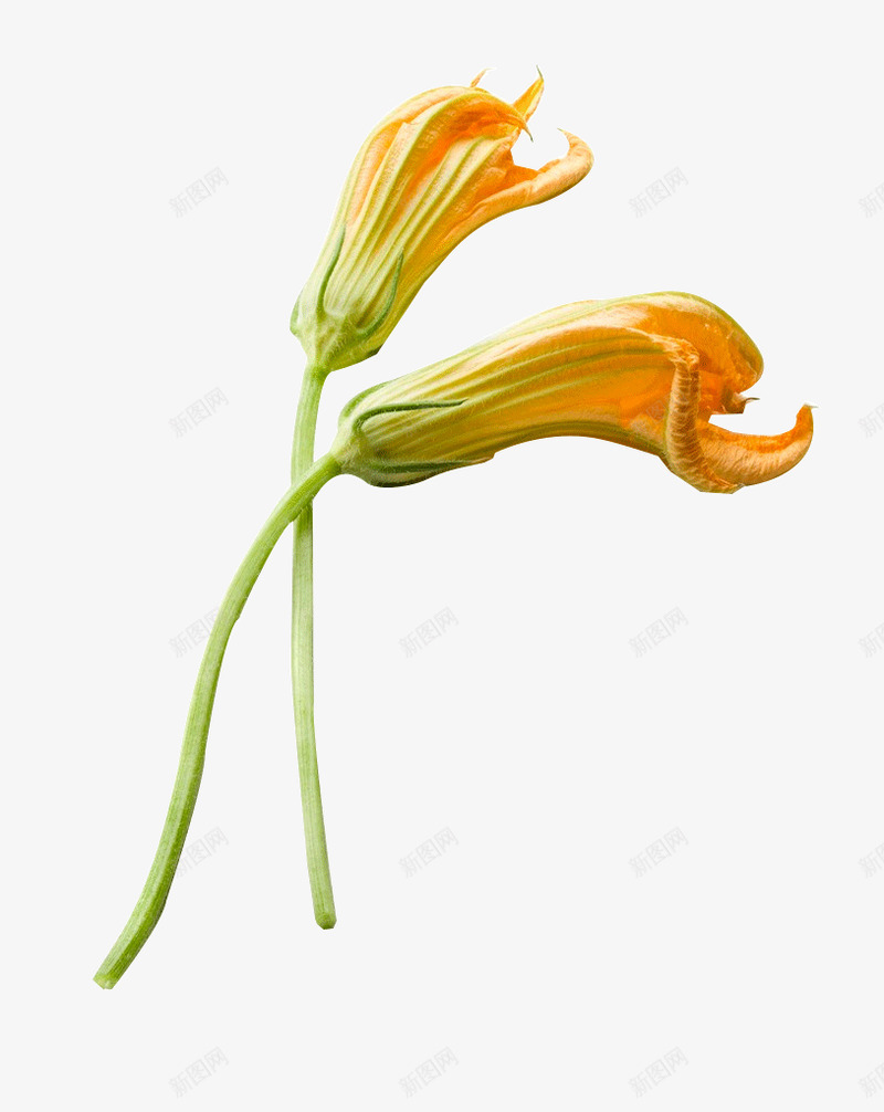 花春尚新参考png免抠素材_新图网 https://ixintu.com 花春 尚新 参考