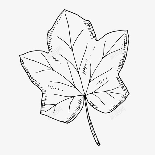 南瓜叶秋天素描svg_新图网 https://ixintu.com 南瓜 秋天 叶南瓜 叶秋天 素描
