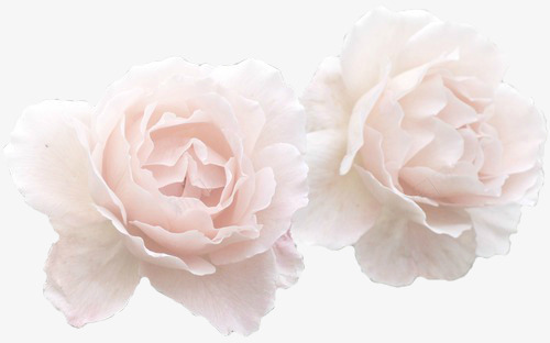 tumblr 植物png免抠素材_新图网 https://ixintu.com 植物