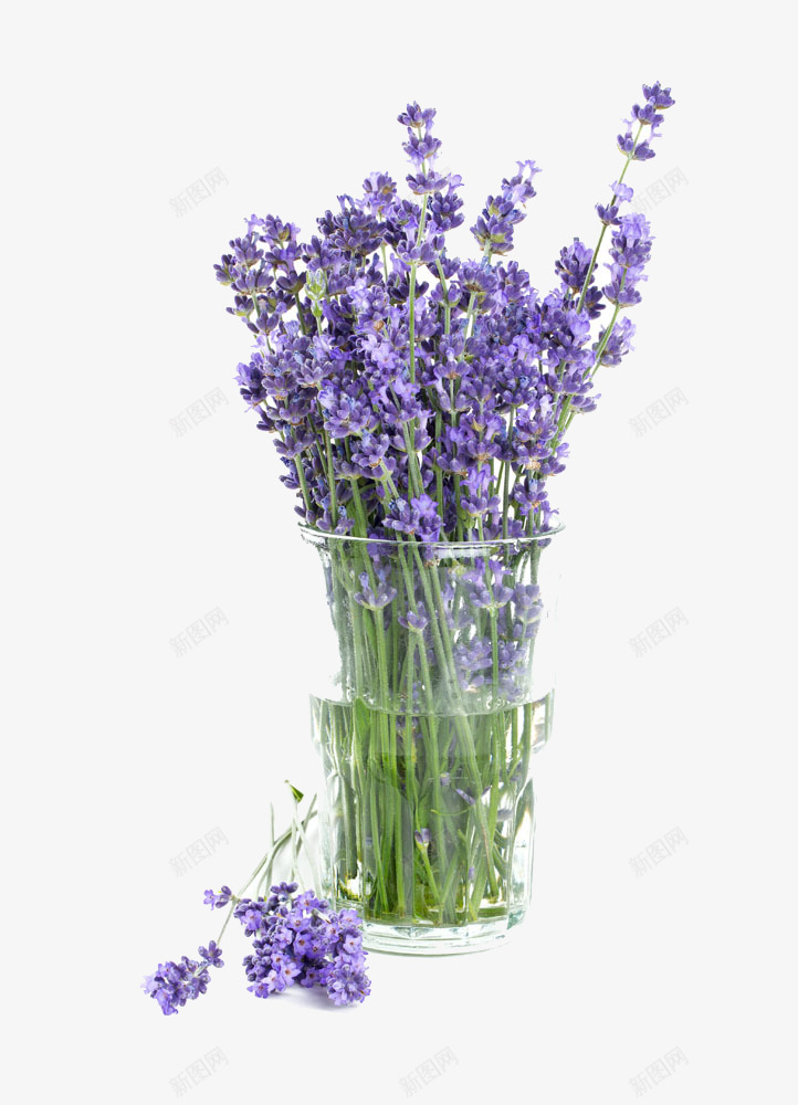 植物薰衣草花卉室内绿植png免抠素材_新图网 https://ixintu.com 植物 薰衣草 花卉 室内 绿植