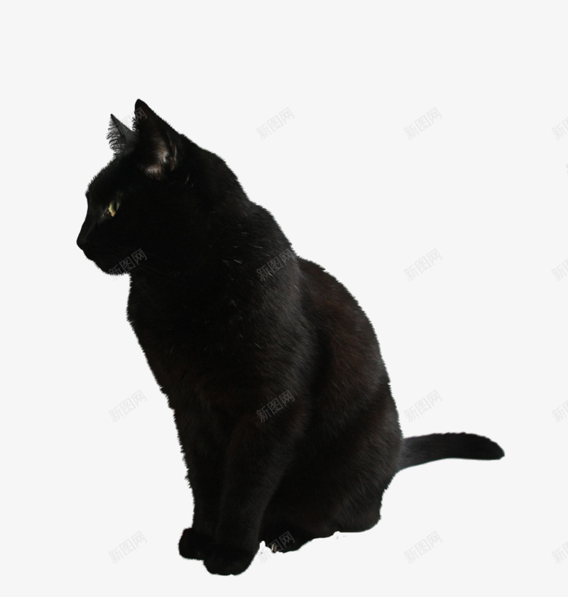 猫 31动物png免抠素材_新图网 https://ixintu.com 动物