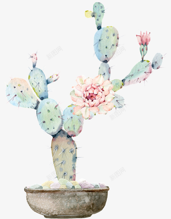 Cactus Torn Green Flower免商png免抠素材_新图网 https://ixintu.com 免商