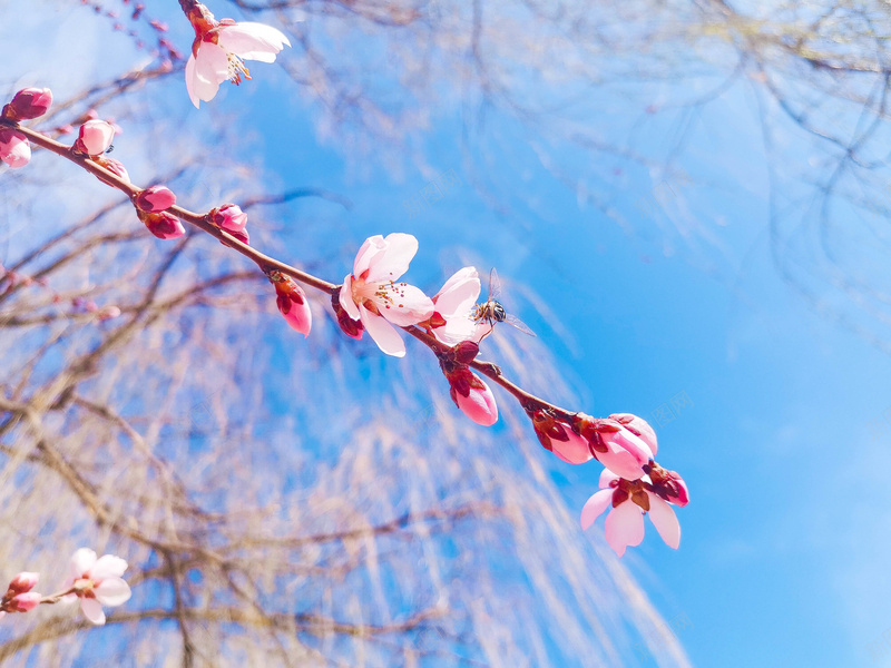 小清新桃花朵朵jpg设计背景_新图网 https://ixintu.com 春天 春花 小清新 杏花 桃花
