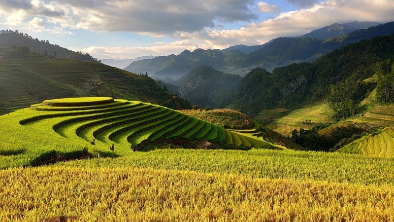 绿色金黄色梯田全景jpg设计背景_新图网 https://ixintu.com 绿色 云 梯田 风景