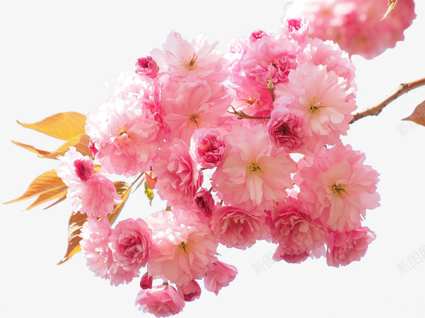 阳光明媚春日里盛开的樱花png免抠素材_新图网 https://ixintu.com 花 春天 樱花 赏花