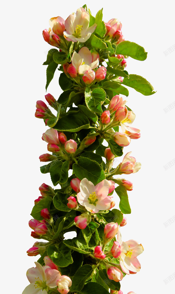 春天的花朵pngpng免抠素材_新图网 https://ixintu.com 聚会 花卉 庆典 春天