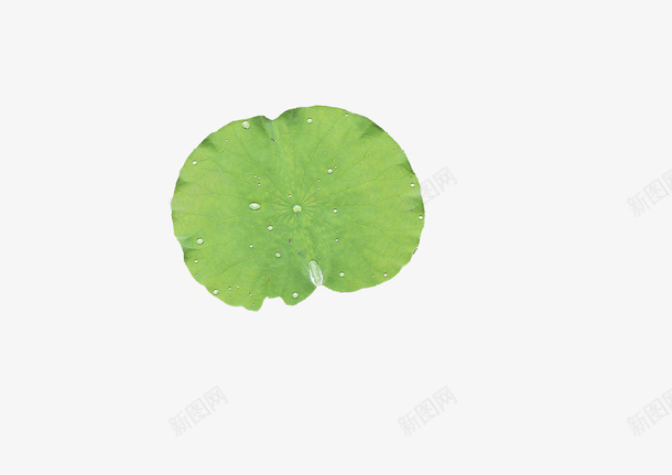 含水珠的荷叶png免抠素材_新图网 https://ixintu.com 夏季 水滴 水塘 荷叶