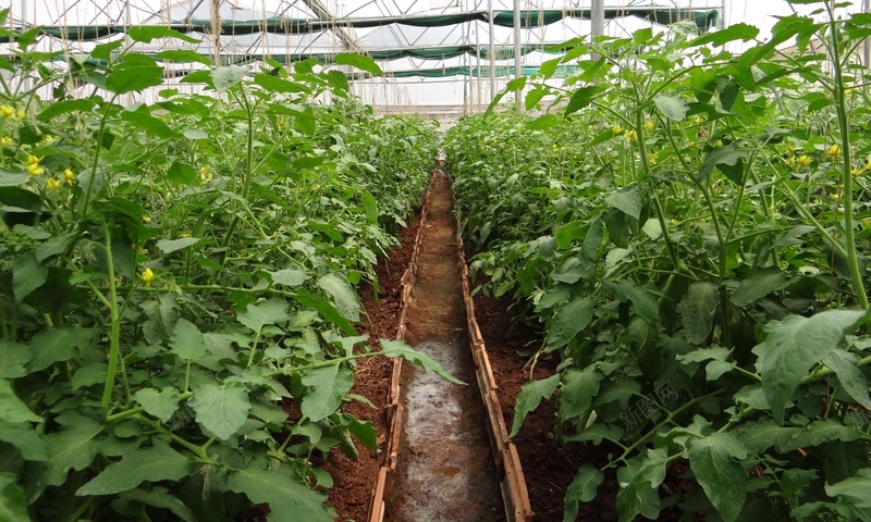 大棚蔬菜照片背景jpg设计背景_新图网 https://ixintu.com 大棚背景 大棚蔬菜 蔬菜园 蔬菜种植 蔬菜背景