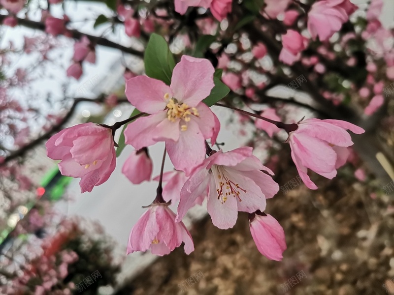是路边的风景jpg设计背景_新图网 https://ixintu.com 花 春天 樱花 桃花 小清新