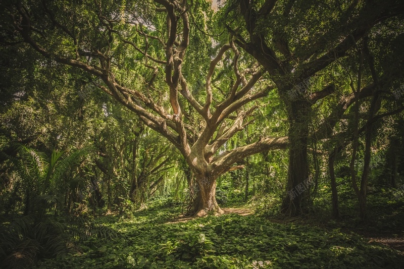 森林神秘感合成图树jpg设计背景_新图网 https://ixintu.com 森林 神秘感 合成图 树