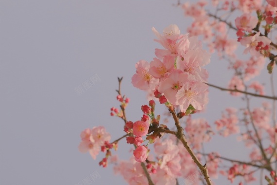 春季樱花唯美背景