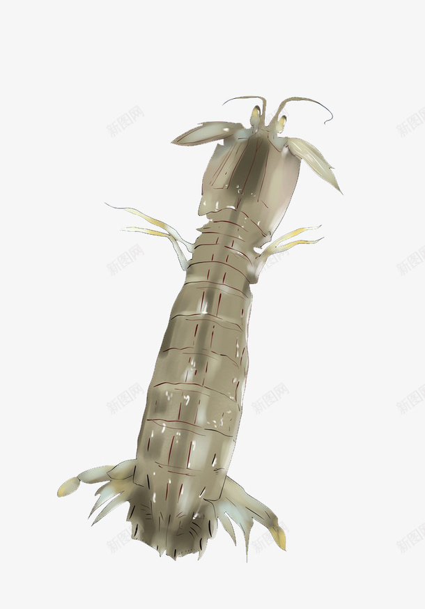 大海里的皮皮虾png免抠素材_新图网 https://ixintu.com 皮皮虾 虾爬子 海产品 海鲜