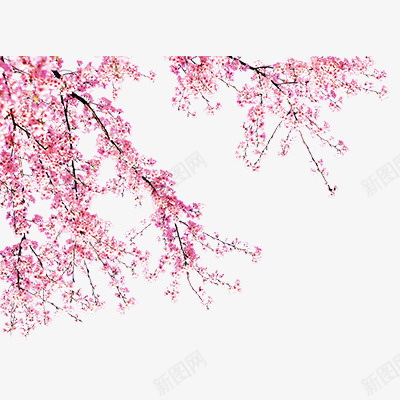 粉色桃花花朵桃花桃花树psd免抠素材_新图网 https://ixintu.com 手绘 桃花 桃花树 樱花 清新 粉色樱花 花朵 花瓣