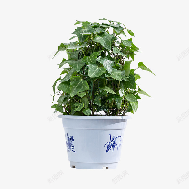 绿植塑料盆常春藤png免抠素材_新图网 https://ixintu.com 绿植 塑料盆 常春藤 树叶
