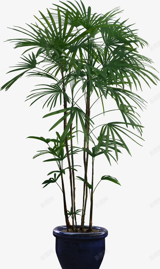 窄窄的叶子植物PNGpng免抠素材_新图网 https://ixintu.com 窄叶 植物 绿色 免抠
