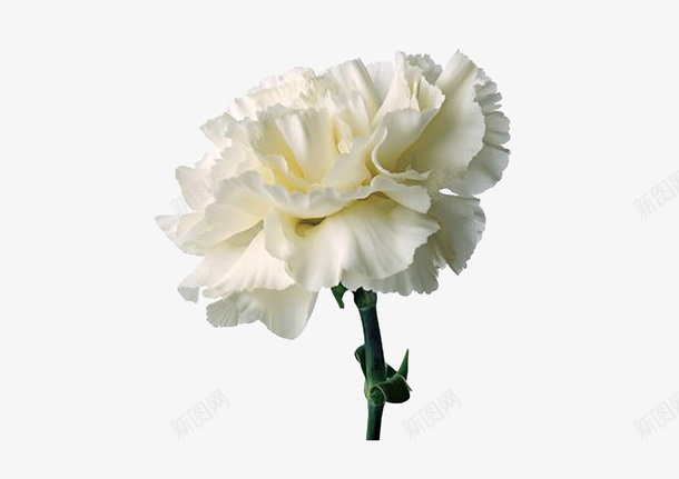 母亲节白色的康乃馨png免抠素材_新图网 https://ixintu.com 母亲节 花 白色 康乃馨