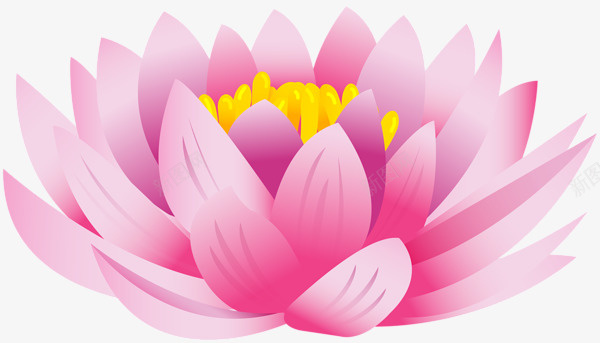 荷花莲花手绘花手绘荷花png免抠素材_新图网 https://ixintu.com 手绘花 手绘荷花 荷花 莲花 菡萏