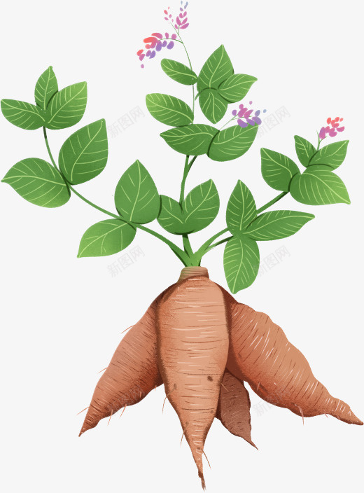 人参草药中医png免抠素材_新图网 https://ixintu.com 三七 中医 人参 带花人参 绿叶 草药 药草