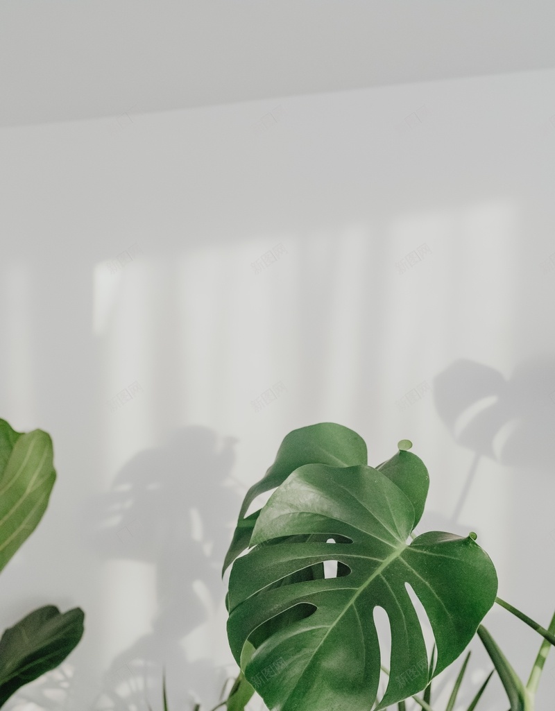绿色龟背叶背景jpg设计背景_新图网 https://ixintu.com 自然 绿色 叶子 背景
