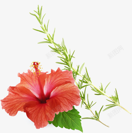 酒 养命酒制造饮美容酒自然恵届植物png免抠素材_新图网 https://ixintu.com 酒养 命酒 制造 美容 自然 恵届 植物