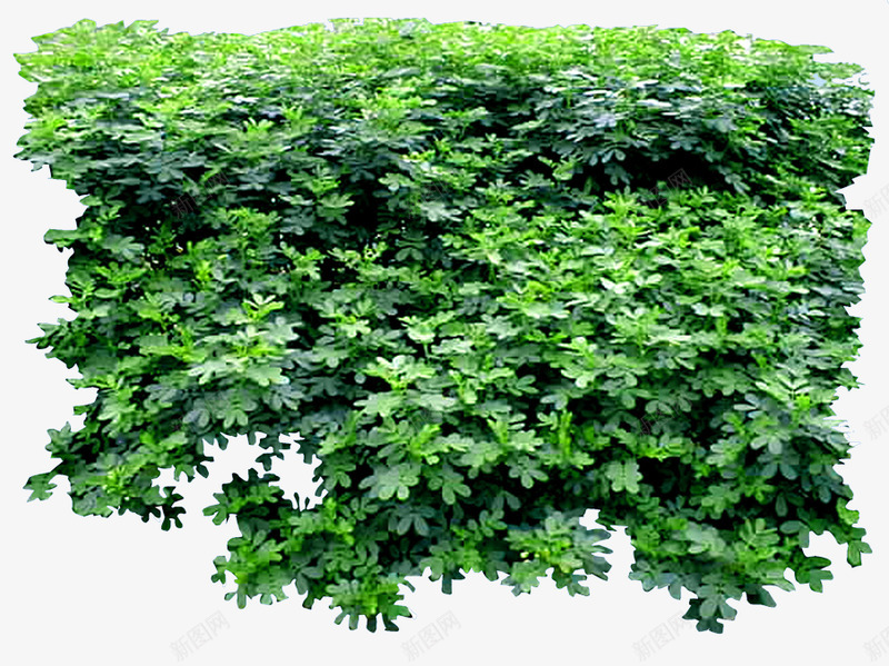 双夹槐2Z植物意向png免抠素材_新图网 https://ixintu.com 双夹 国槐 意向 植物