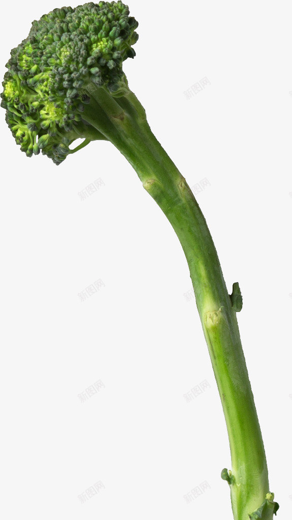 1170013s0000Broccoli蔬菜png免抠素材_新图网 https://ixintu.com 蔬菜