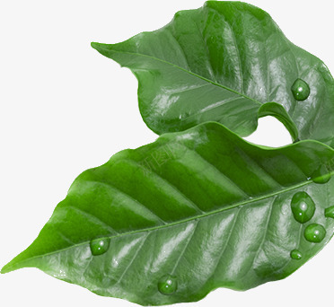 Kona Coffee Grown in paradise Handpicked to ensure perfection 100 or blend your choice植物png免抠素材_新图网 https://ixintu.com 植物