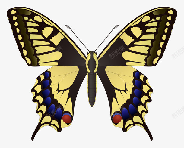 昆虫彩色蝴蝶PNG图片png免抠素材_新图网 https://ixintu.com PNG PNG图片 动态蝴蝶 彩色蝴蝶 彩色蝴蝶PNG图片 昆虫 蝴蝶