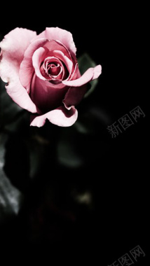 玫瑰粉红黑背景叶子h5素材背景背景