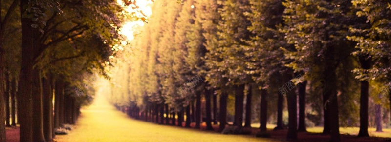 风景背景jpg设计背景_新图网 https://ixintu.com 海报banner 摄影 风景 树金色道路