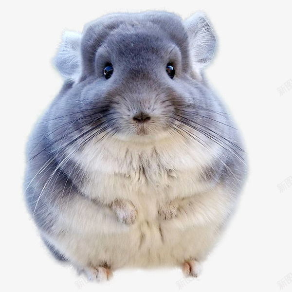 可爱龙猫萌宠png免抠素材_新图网 https://ixintu.com 动物 坐在火车的老鼠 毛丝鼠 老鼠 萌宠 龙猫