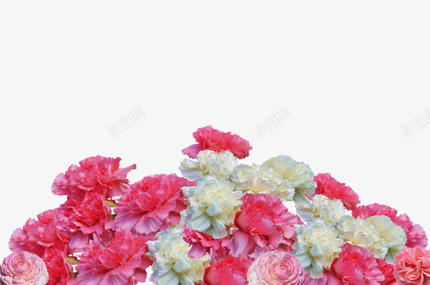 母亲节素材png免抠素材_新图网 https://ixintu.com 母亲节 花朵装饰 康乃馨 花