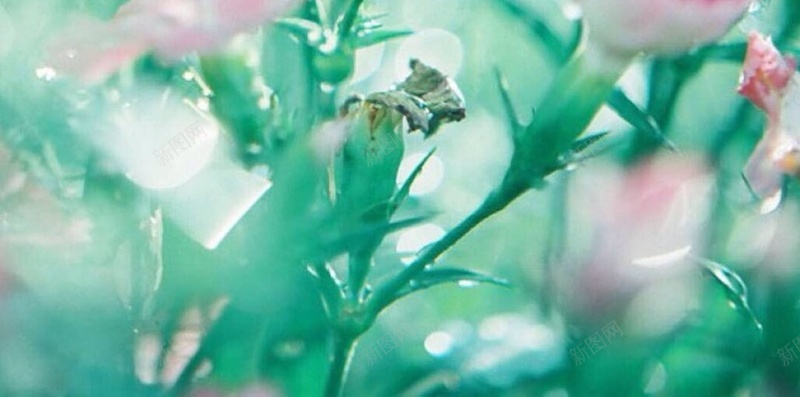 文艺清新花卉植物夏日H5背景jpg设计背景_新图网 https://ixintu.com 夏天 植物 灰色 静物 风景 文艺 花卉 清新 H5 h5 小清新 简约